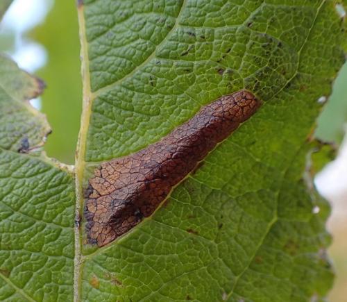 Phyllonorycter sp.